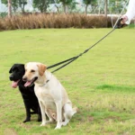 Heavy-Duty Two Dog Leash - Image 6