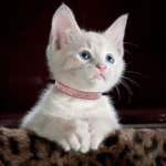 Rhinestone Cat Collar - Image 4