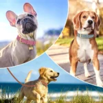 Chic Leather Dog Collar - Image 5