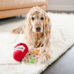 Ramen Noodle Dog Toy - Image 7