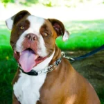 Adjustable Prong Dog Training Collar