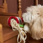 Ramen Noodle Dog Toy - Image 4