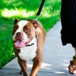 Adjustable Prong Dog Training Collar - Image 2