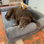 Large Foam Orthopedic Dog Bed