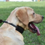 Soft Padded Martingale Dog Collar - Image 6