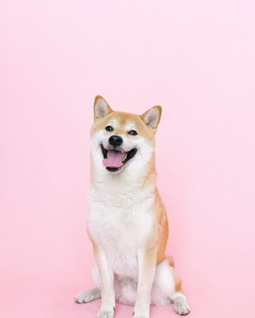 pexels-shvetsa-4587979